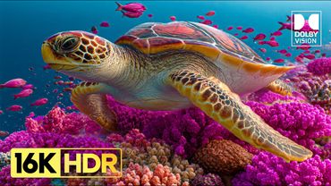 IMPERASSIVE HDR Video - 16K HDR Dolby Vision 240fps #4kvideo #hdr