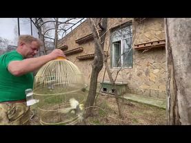 Друзья, наш маленький Риччи вернулся в свою стаю и черный кот, который живет с ОГРОМНЫМИ ПОПУГАЯМИ)