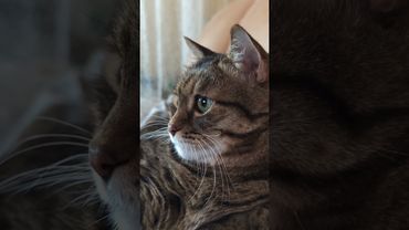 Воскресенье 🙀🤔🙄🤣#cat #кот #юмор #котушка #приколы #цитаты #мем