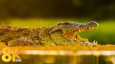 8K Wildlife of KwaZulu-Natal, Afrique du Sud - Animaux sauvages d'Afrique et sons de la savane