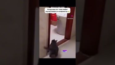 #cat #lol #кот #юмор #прикол