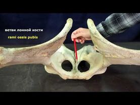 Кости таза (пояс тазовых конечностей). Обновленное видео 2021г