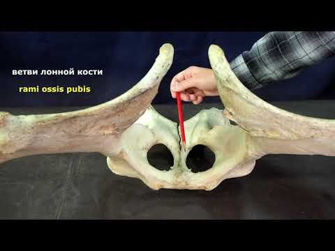 Кости таза (пояс тазовых конечностей). Обновленное видео 2021г