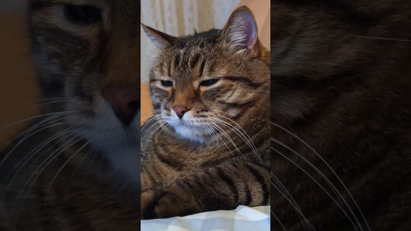 Будь вежлив ☝️😺😉❤ #cat #кот #юмор #приколы #цитаты