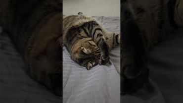 Почти помирились 🙀😻😉🤣 #cat #кот #юмор #котушка #приколы #смех