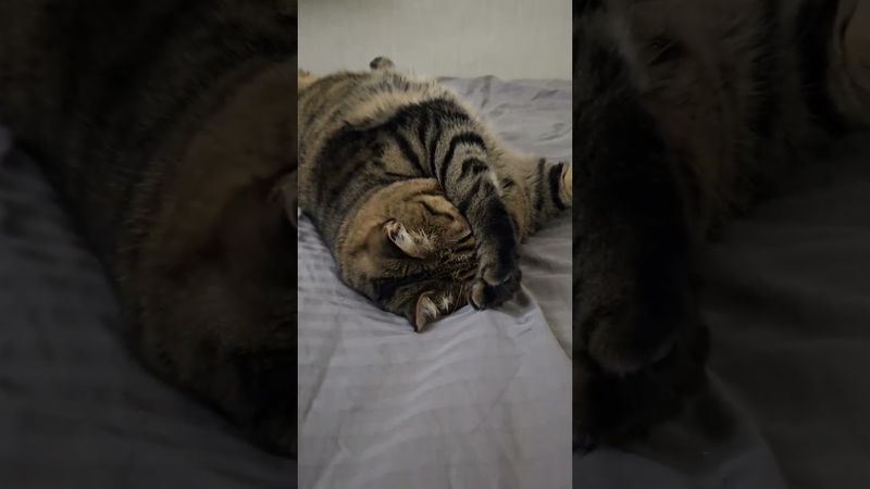 Почти помирились 🙀😻😉🤣 #cat #кот #юмор #котушка #приколы #смех