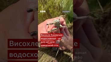 Зграї сарани, які пересуваються Україною - ці відео, наче з фільмів про апокаліпсис #shorts