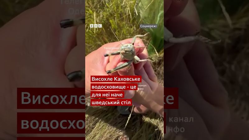 Зграї сарани, які пересуваються Україною - ці відео, наче з фільмів про апокаліпсис #shorts