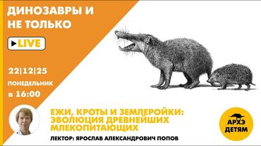 Занятие "Ежи, Кроты и Землеройки: эволюция древнейших млекопитающих" с Ярославом Поповым
