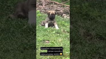 Кумайык 🐺 😱