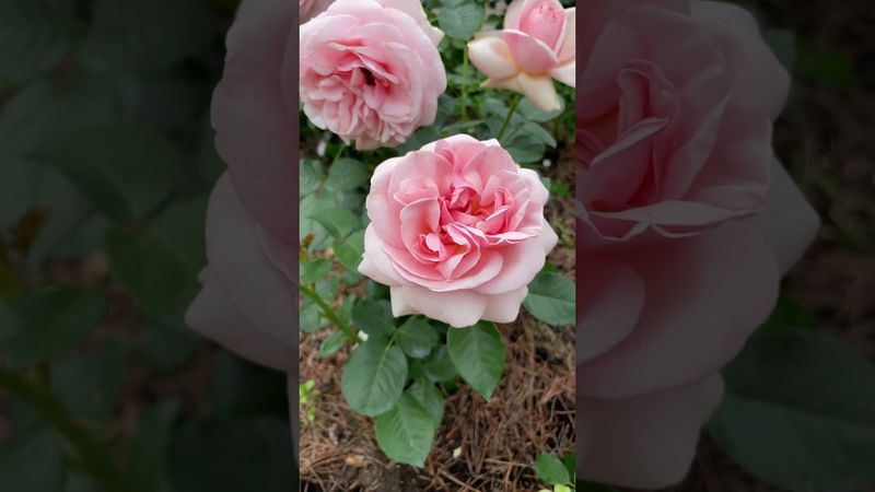 Роза Афродита! Элегантная роскошь для сада!#roseaphrodite #tantaurose #rosegarden #loverose