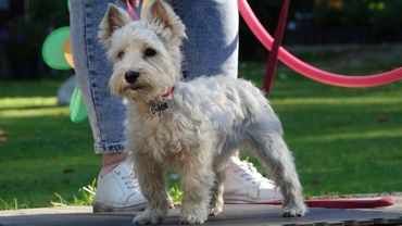 ДТ - 784. Щенячий курс. А-группа. Открытый урок.