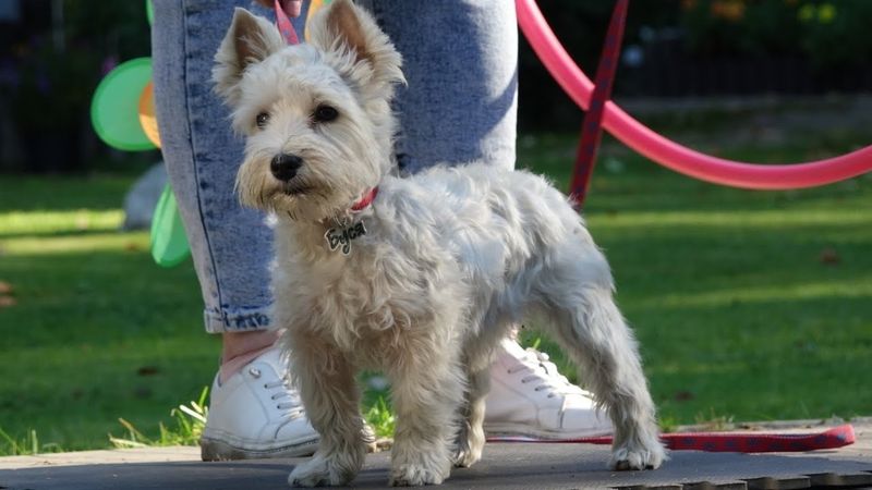 ДТ - 784. Щенячий курс.  А-группа. Открытый урок.