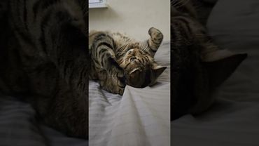 Любовь это...🙀🤫❤🤣 #cat #кот #юмор #котушка #приколы #цитаты #смех