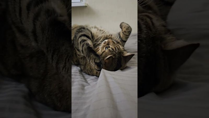 Любовь это...🙀🤫❤🤣 #cat #кот #юмор #котушка #приколы #цитаты #смех