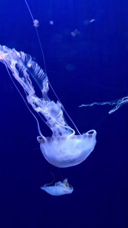 #медуза #живыеобои #подводныймир #релаксвидео #релакс #эстетика #заст...