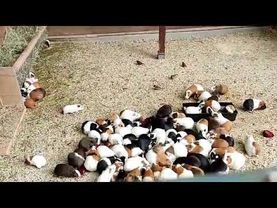 Морские свинки. Смешная толпа морских свинок едят и чпо....ся