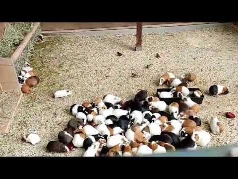 Морские свинки. Смешная толпа морских свинок едят и чпо....ся