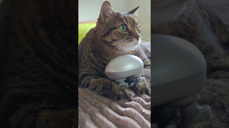 Интересный факт 🤔🙀😉🤣 #cat #кот #юмор #котушка #приколы #цитаты