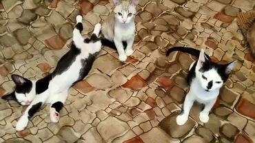 #Славянск. 26 августа 2025г. Вечер.