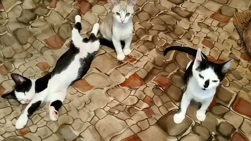 #Славянск. 26 августа 2025г. Вечер.