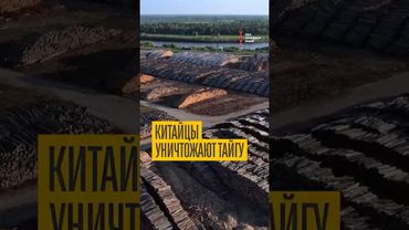 Всю тайгу продали Китаю. Правда или миф?