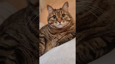 Чем отличается 🤔😉🙀🤣 #cat #кот #юмор #котушка #приколы #цитаты #