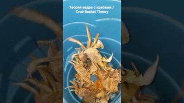 Crub Basket Theory / теория ведра с крабами 🦂🐙🐚