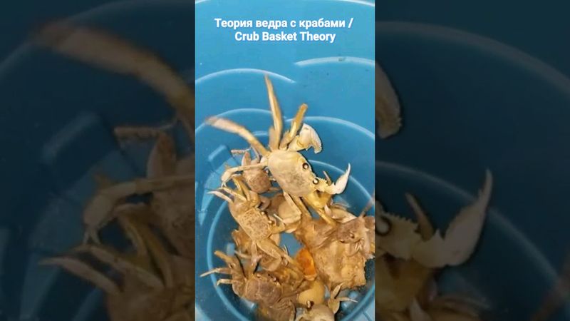 Crub Basket Theory / теория ведра с крабами 🦂🐙🐚