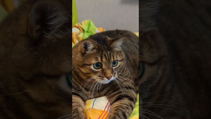 Работа 🙀😁🤔🤣 #cat #кот #юмор #котушка #приколы #цитаты