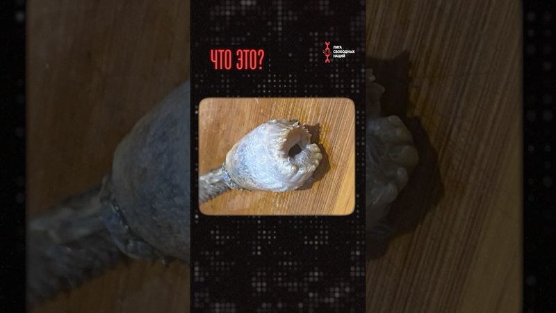 Рыбаки нашли неизвестное существо