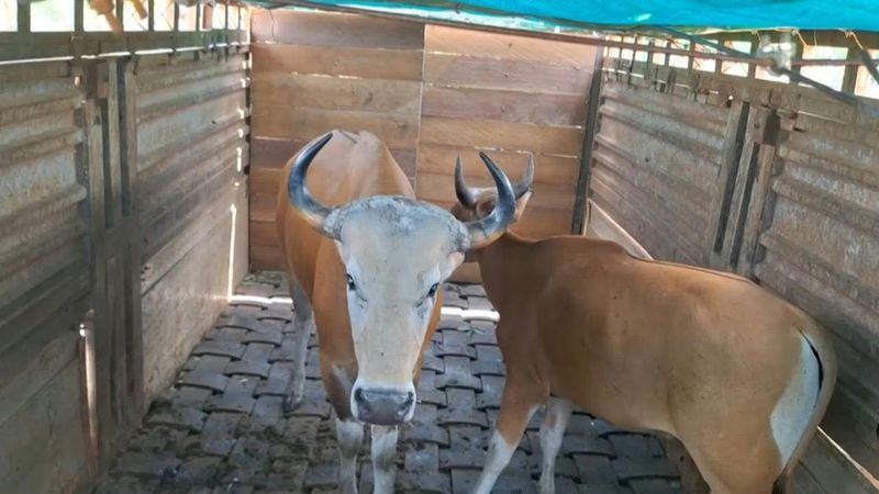Rare wild cattle herded in Cambodia by helicopter | AFP