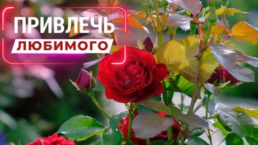 Привлечь любимого (конкретного мужчину). Привлечь избранника. [не магия] Аффирмации. Саблиминал.