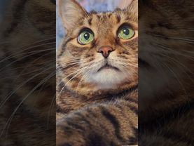 Никто 🤔🙀😉🤣 #cat #кот #юмор #котушка #приколы #цитаты