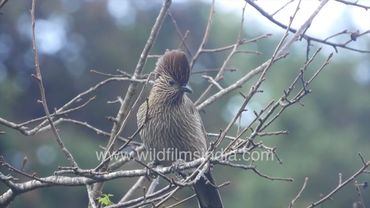 Striated Laughing Thrush is a lovely brown streaked Himalayan forest bird with a jaunty crest