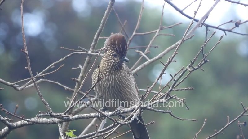 Striated Laughing Thrush is a lovely brown streaked Himalayan forest bird with a jaunty crest