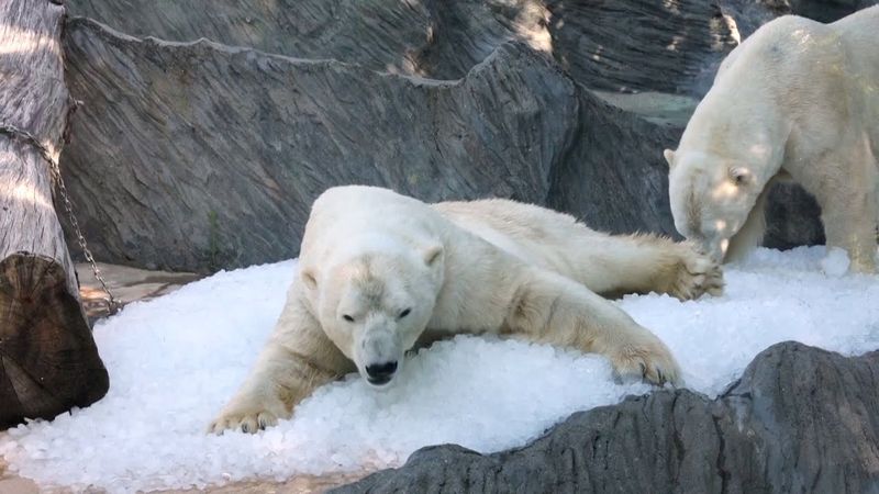 Ванна в кубиках льда: белые медведи в Пражском зоопарке спасаются от жары