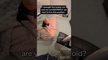 Cat is afraid of cold 🥶 #cats #cold #funnymoment #catlover #fypシ