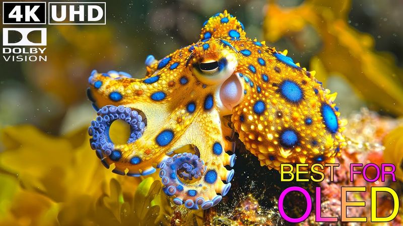 Ocean Underwater Animals 4K Video Ultra HD Demo - Best Wonder 8K Sea Animals with Relaxing Music