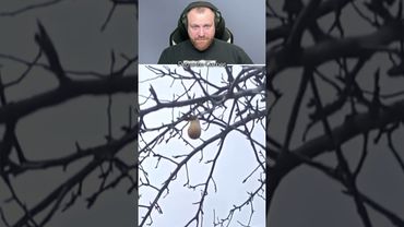 Петренто груша #петренто #petrento #прикол #приколы #мем #мемы #юмор #смех #memes #funny