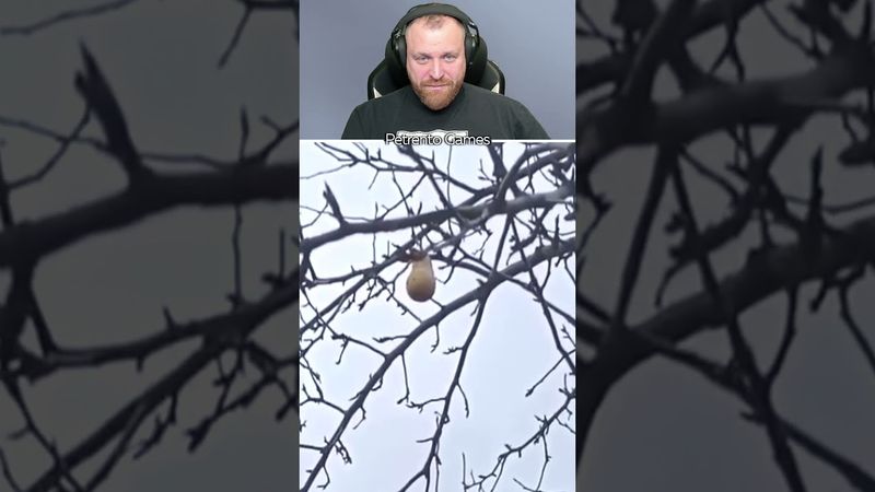 Петренто груша #петренто #petrento #прикол #приколы #мем #мемы #юмор #смех #memes #funny