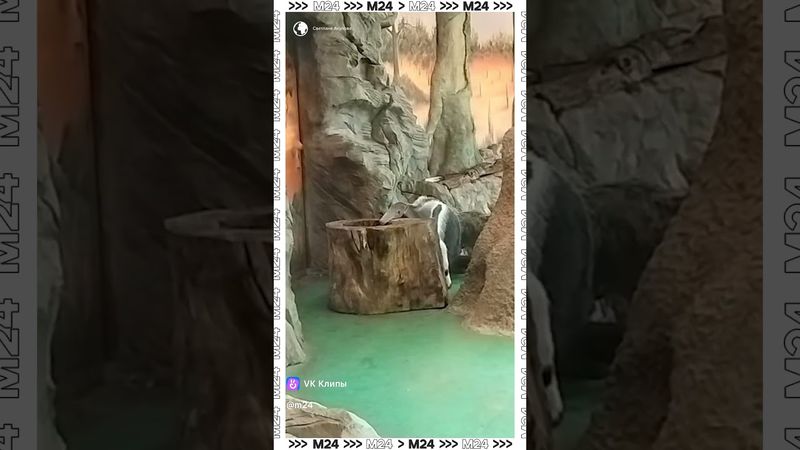 Товарищ муравьед на задании 🕵️‍♂️🐜