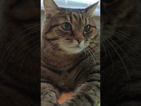 Жизнь прекрасна 😻🤗😍🤩 #cat #кот #юмор #котушка #приколы #цитаты