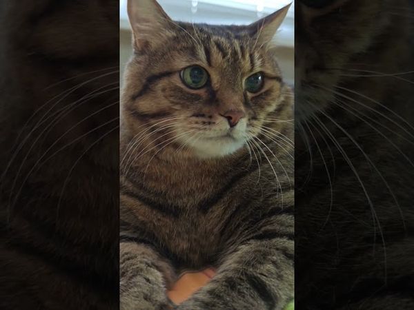 Жизнь прекрасна 😻🤗😍🤩 #cat #кот #юмор #котушка #приколы #цитаты