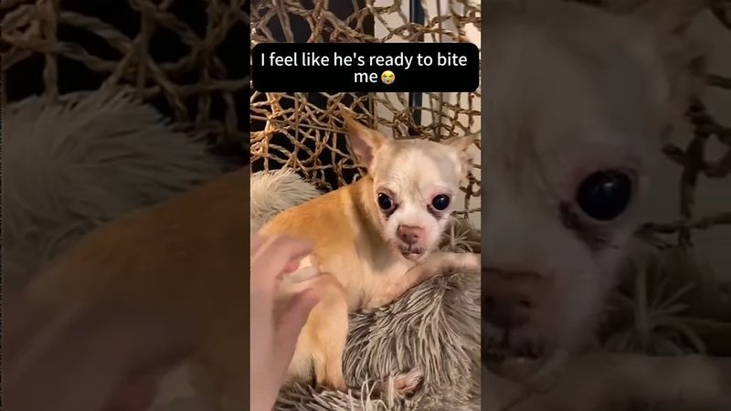 Dogs being idiots part 177l 😂| Funny dogs compilation #funnydog #funnypet #cutedog #dog #dogsworld