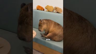 3 необычных домашних питомца в Японии 😍