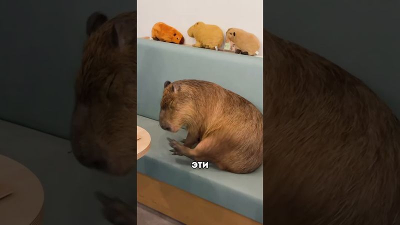 3 необычных домашних питомца в Японии 😍