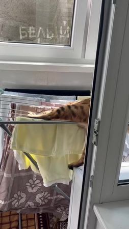 Олимпийские котоигры) #рек #рекомендации #котики #бенгал #стая 