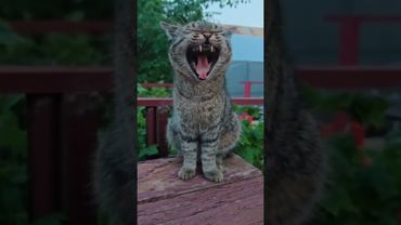 Что такое любовь 😻❤😍🤣 #cat #кот #юмор #котушка #приколы #цитаты #смех