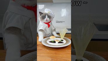 Do you miss Puff’s cooking? #thatlittlepuff #cookingcat